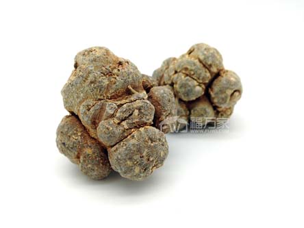 三七哪種頭數(shù)好？60頭好還是20頭好？