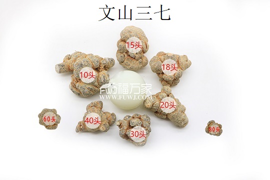 20頭三七及其他頭數(shù)三七