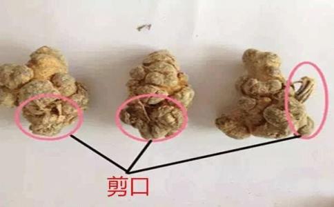 蘆頭即剪口